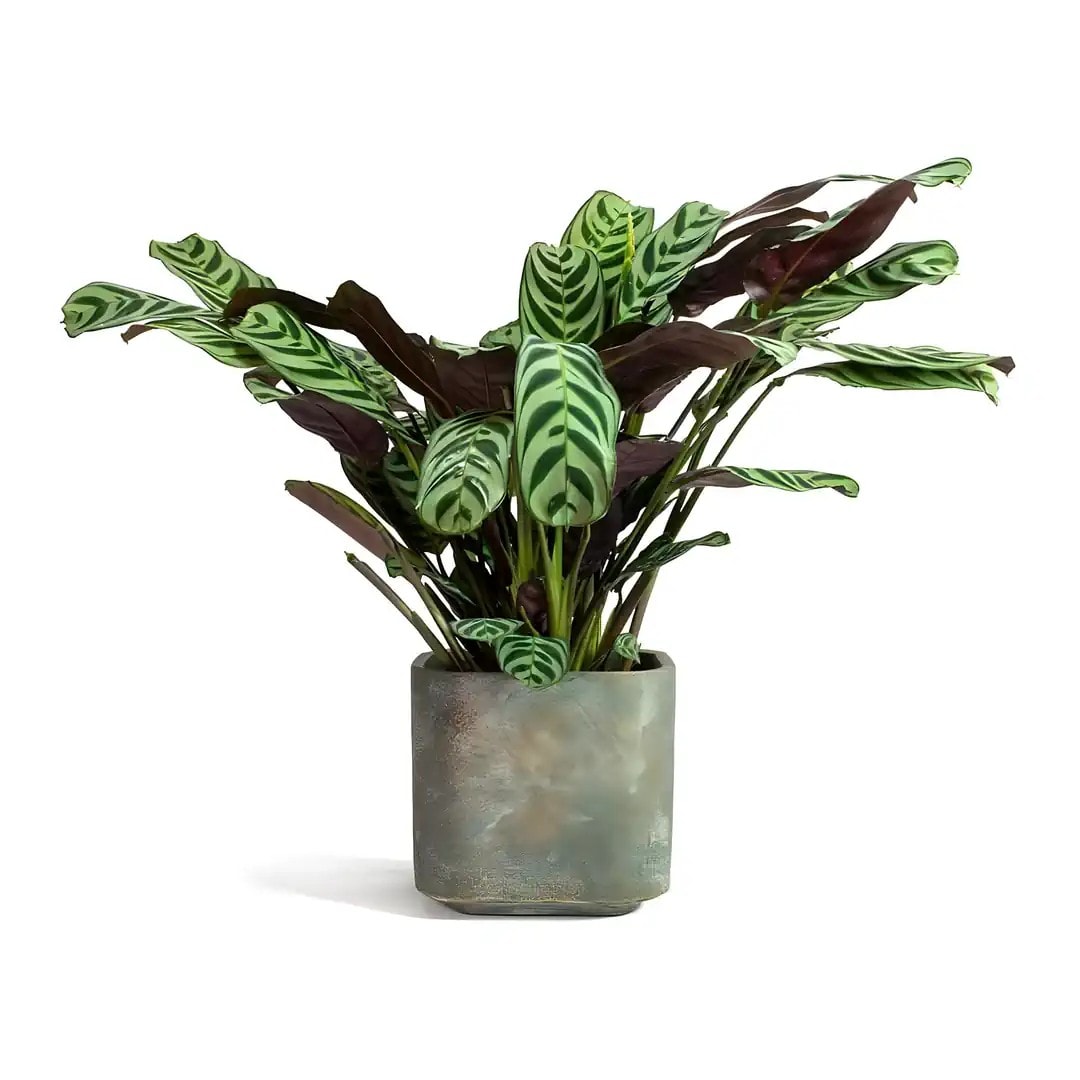 Calathea Ctenanthe Burle Marxii (Dua Çiçeği)