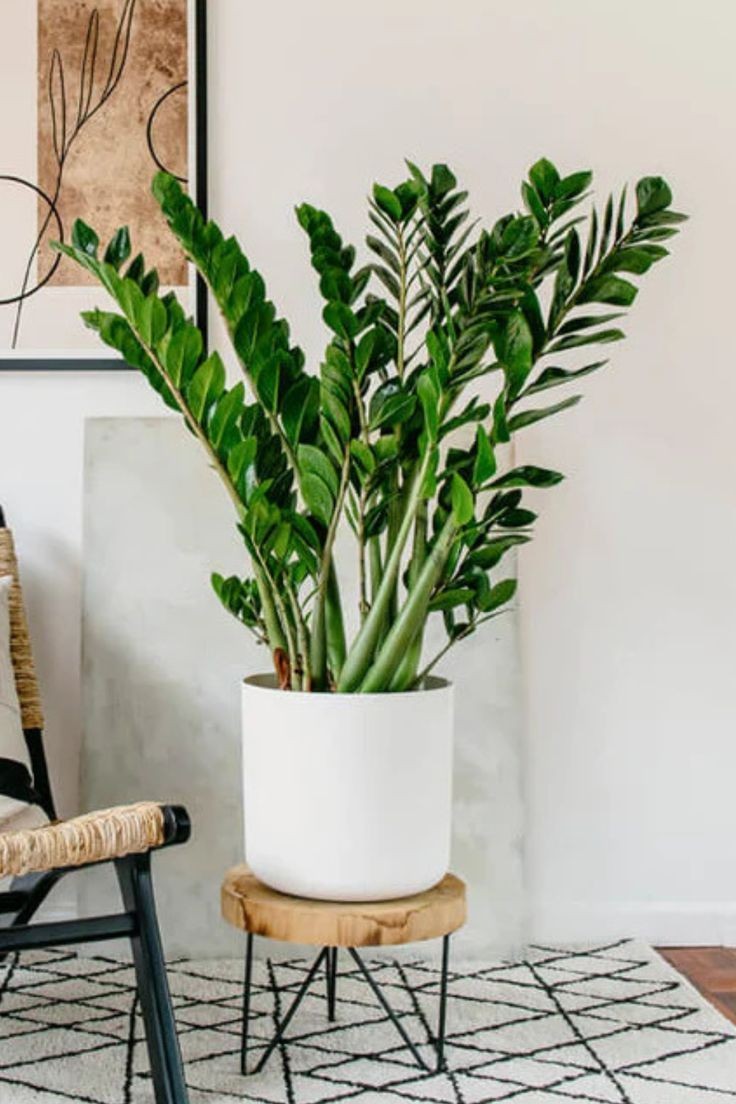 Zamioculcas (Zamia) 60-70 cm