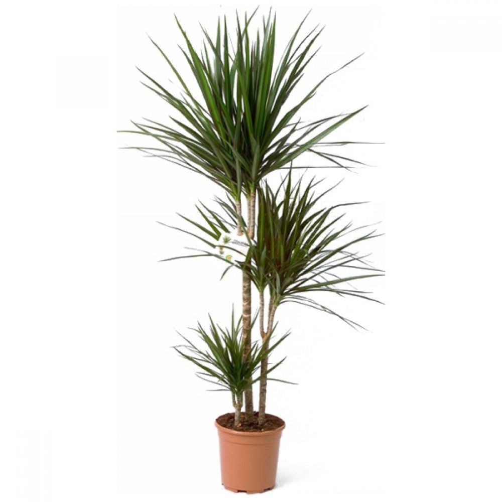 Dracaena Marginata 3 Gövdeli 130-140 cm (Dragon Plant)