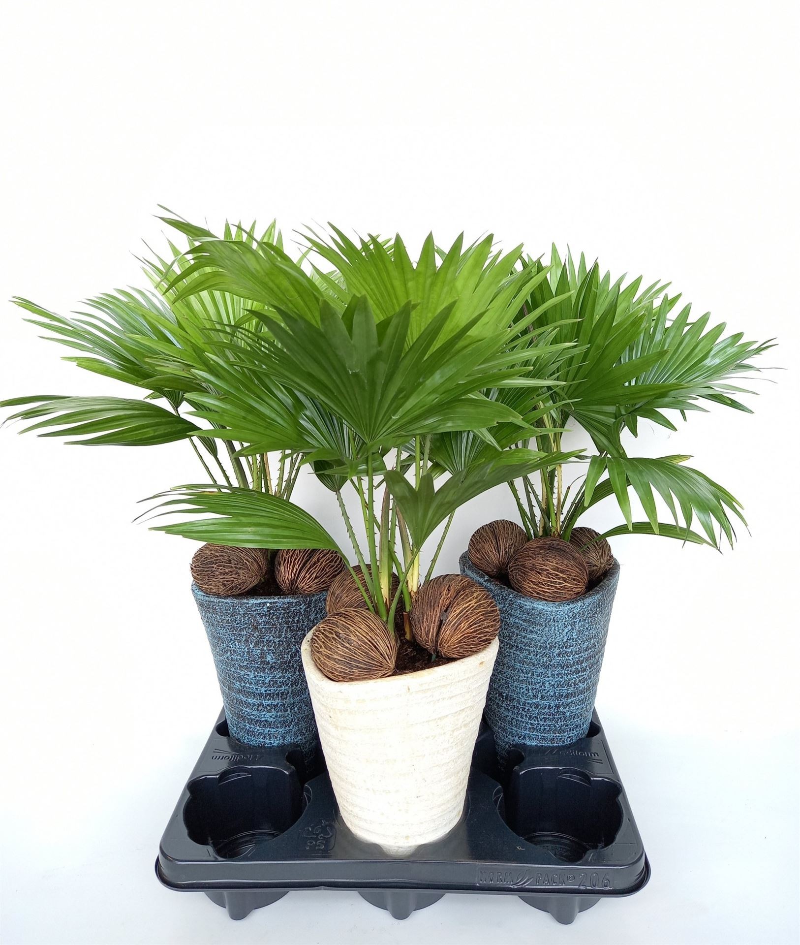 Dekoratif Saksıda Livistona Rotundifolia