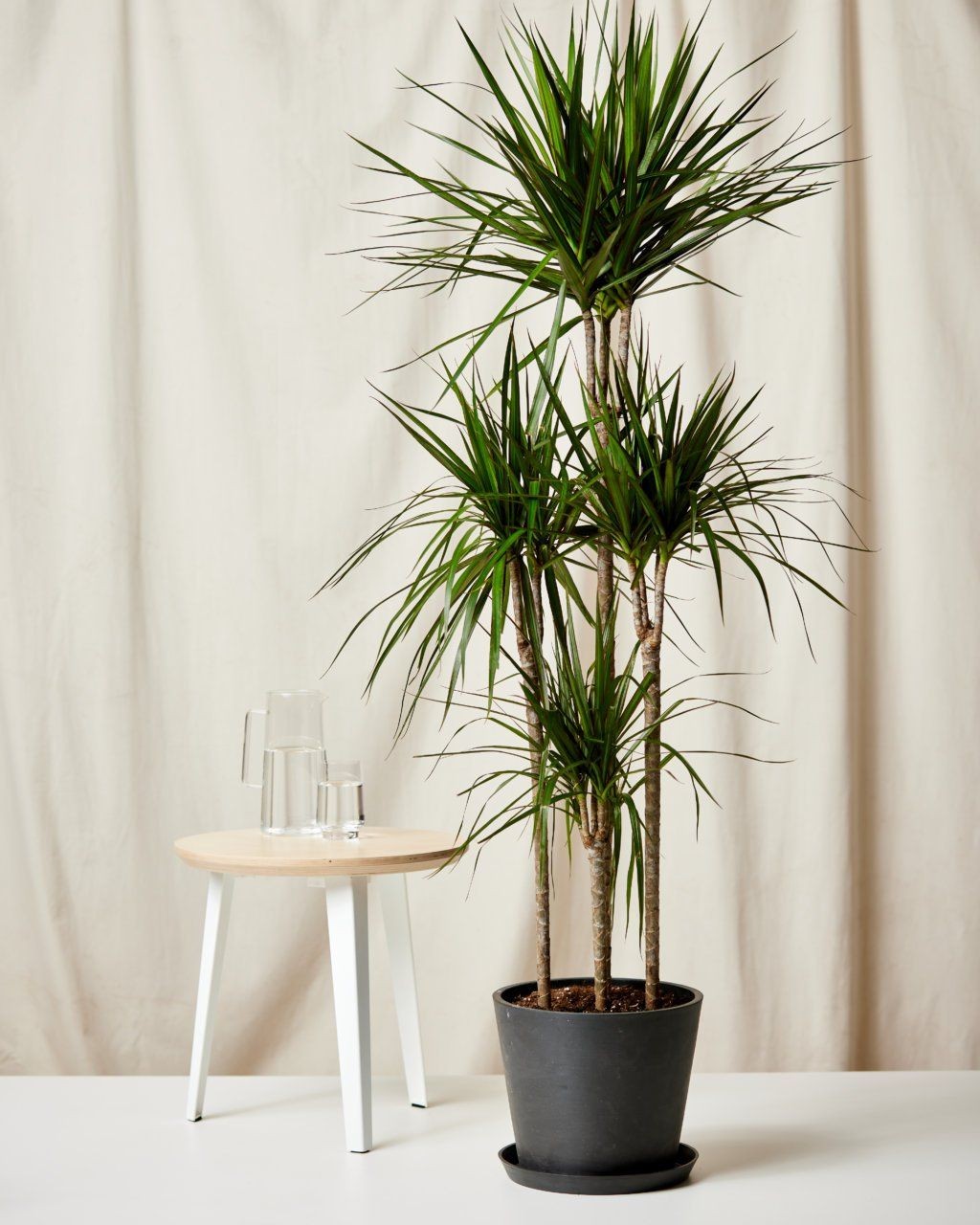 Dracaena Marginata 4 Gövdeli 150-160 cm (Drasena - Dragon Plant)