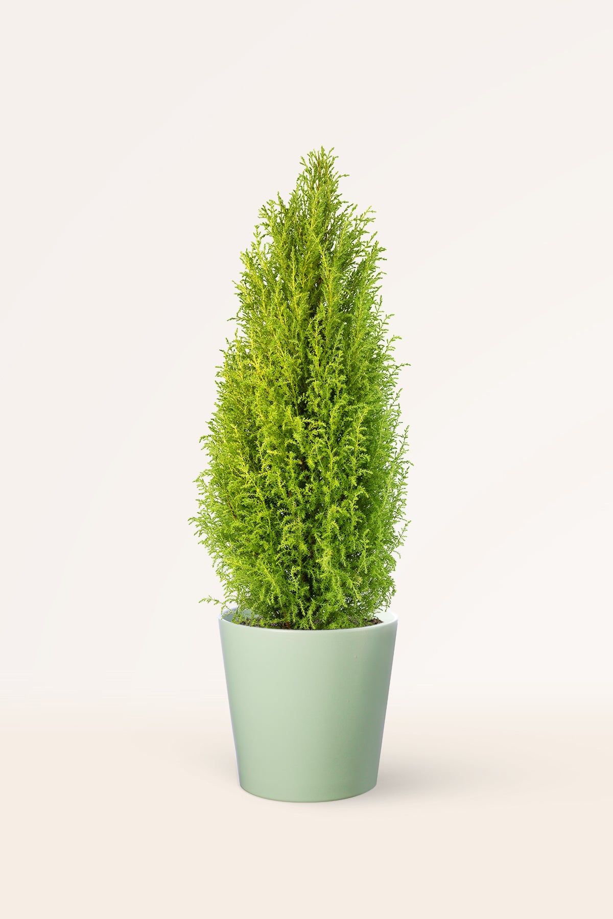 Cupressus Macrocarpa (Limoni Selvi) 50-60 cm