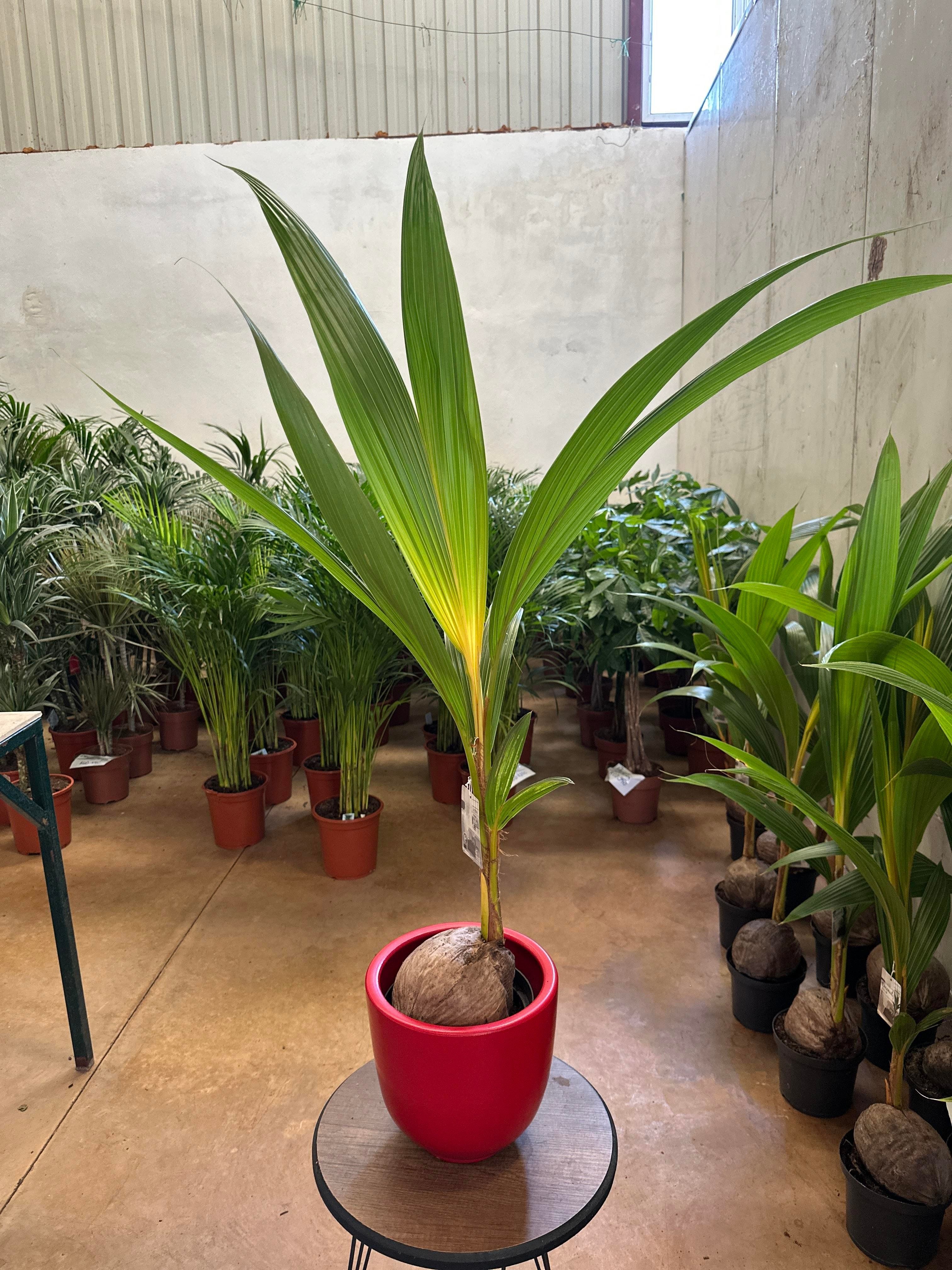 Cocos Gold Malay 110-120 cm (Cocos / Hindistan Cevizi Palmiyesi)