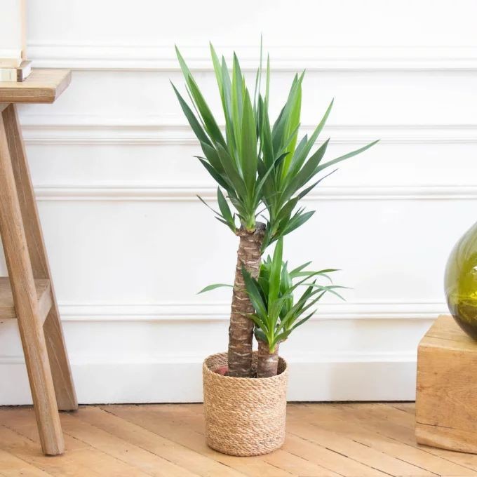 Yucca 2 Gövdeli 80-100 cm (yuka, yukka )