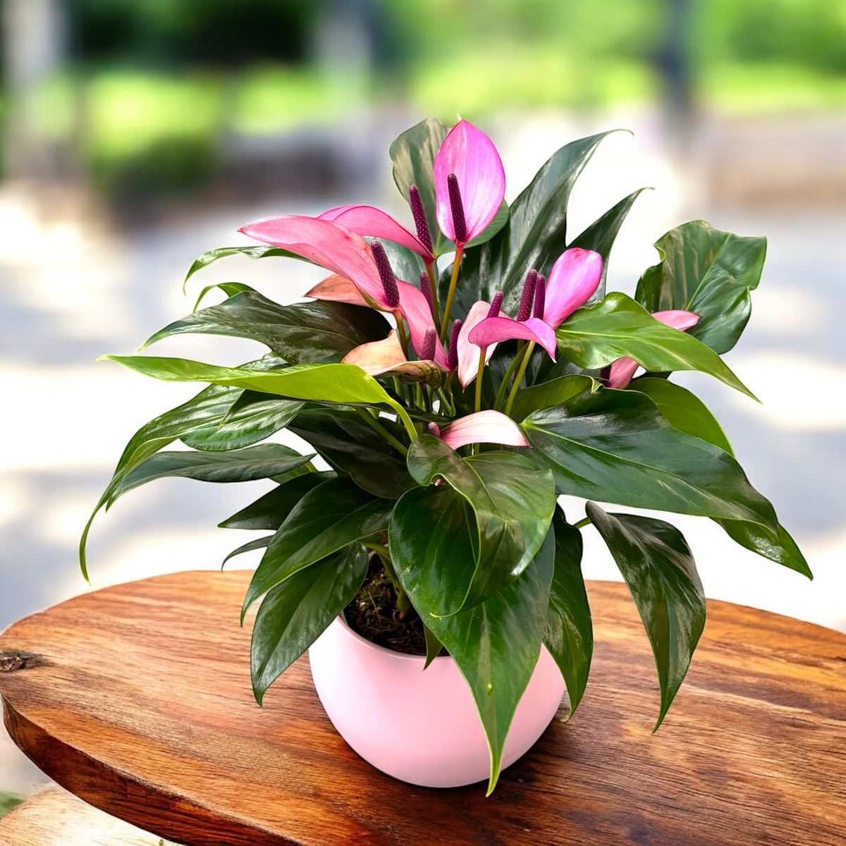 Anthurium zizou (Lila Antoryum Çiçeği)