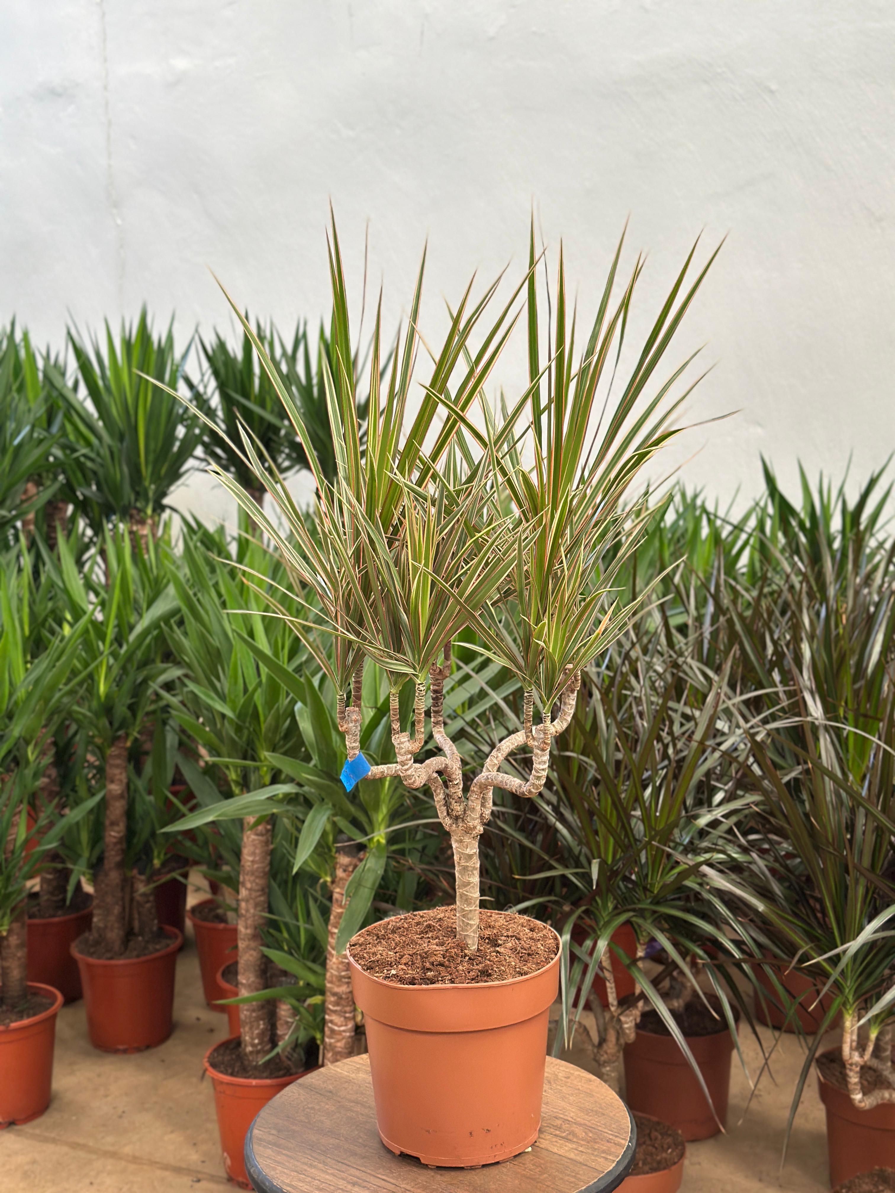 Dracaena Marginata Bicolor "Şamdan Model" 80-90 cm