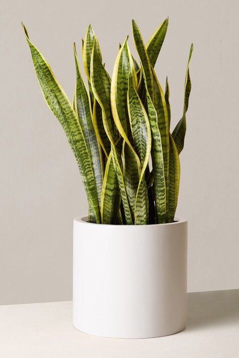 Paşa Kılıcı Bodur (30-40 cm)