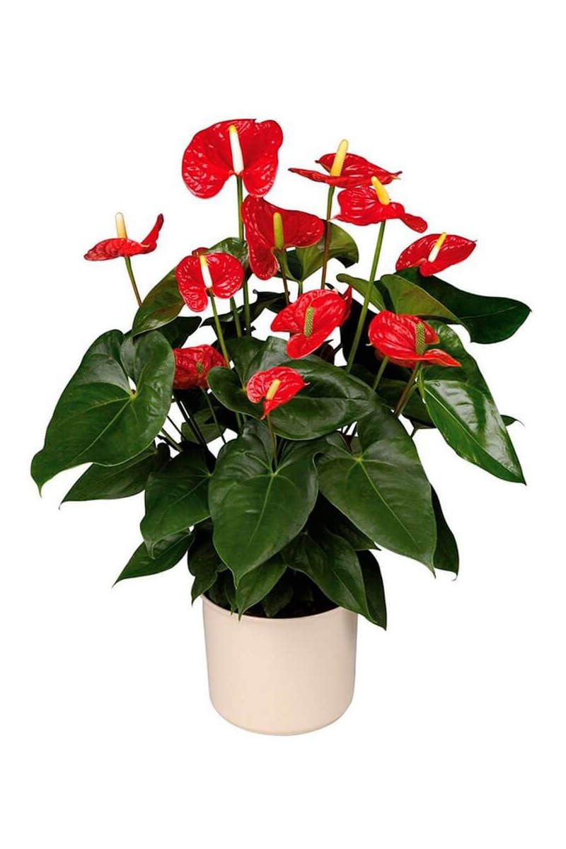 Kırmızı Anthurium Çiçeği Jumbo Boy (Antoryum)