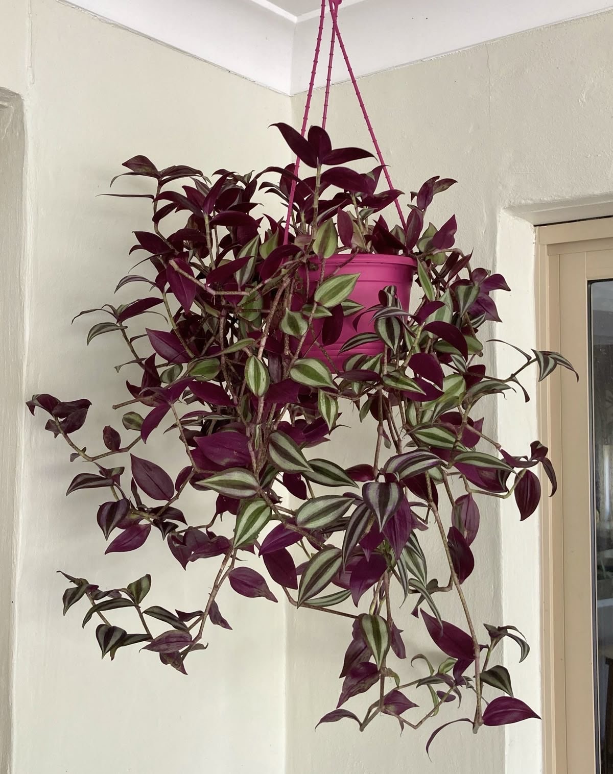 Tradescantia Nanouk (Askılı Telgraf Çiçeği)