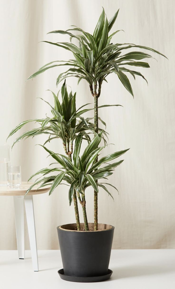 Dracaena Warnecki 140-150 cm 3 Gövdeli ( Drasena )