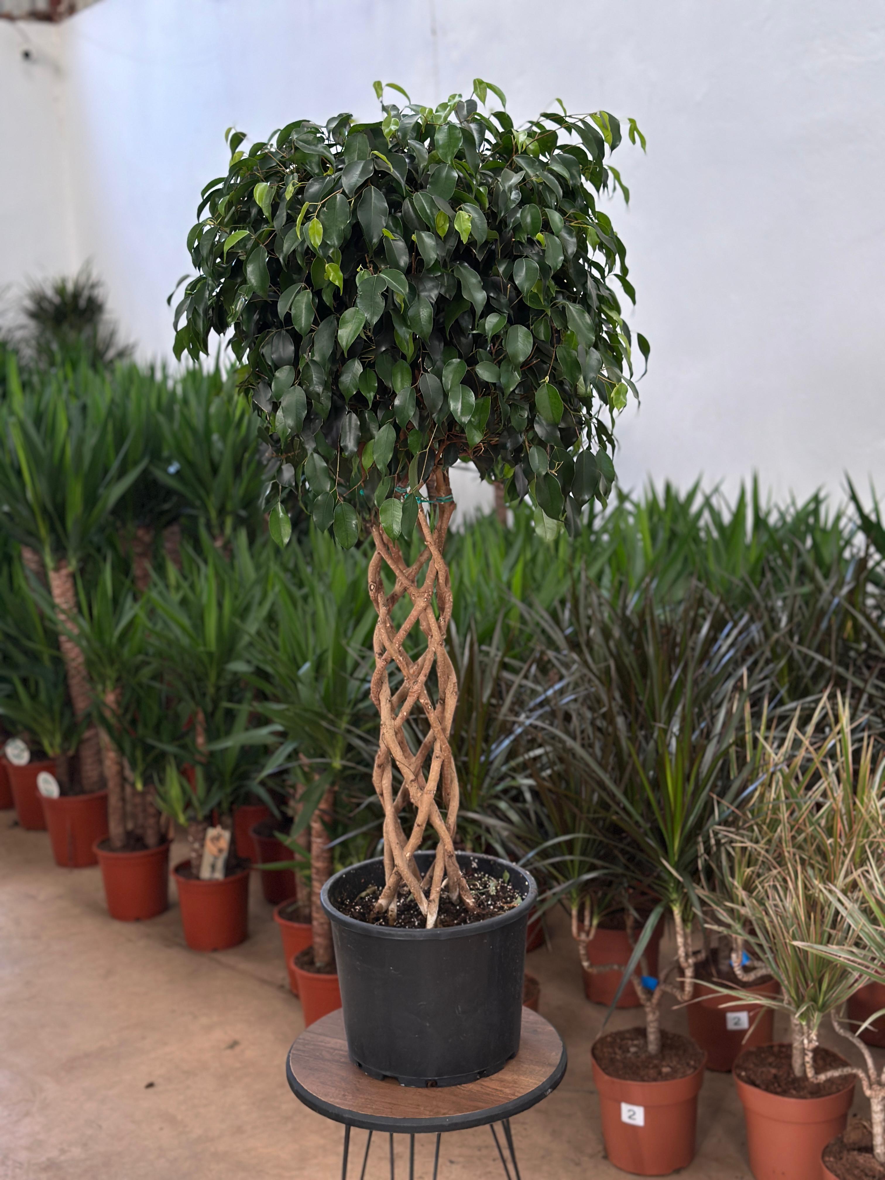 Kafes Örgülü Ficus Macrocarpa Bonsai (140-150) cm