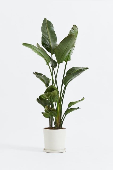 140-160 cm 2 Gövdeli Starliçe (Strelitzia Nicolai / Cennet Kuşu)