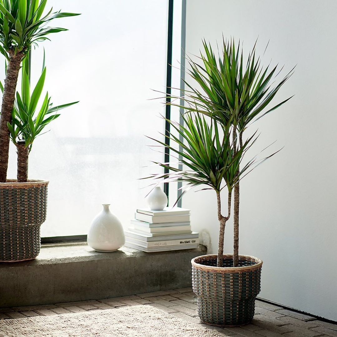 Dracane Marginata 2 Köklü 130-140 cm (Drasena-Dragon Plant)