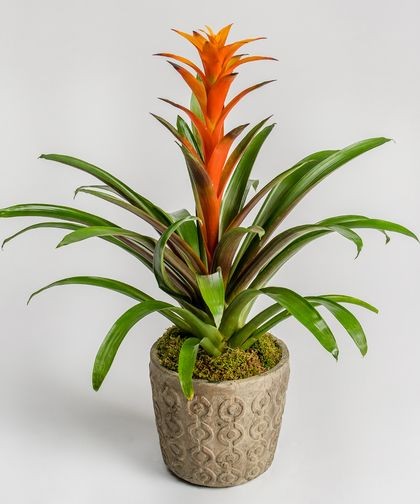 Turuncu Guzmania Çiçeği