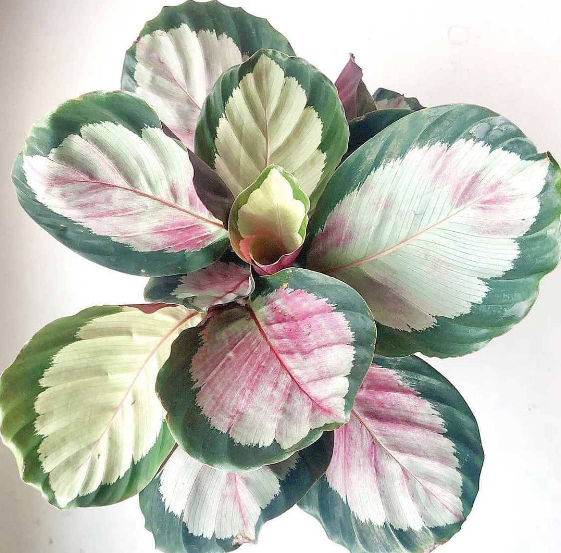 Calathea Crimson (Dua Çiçeği)