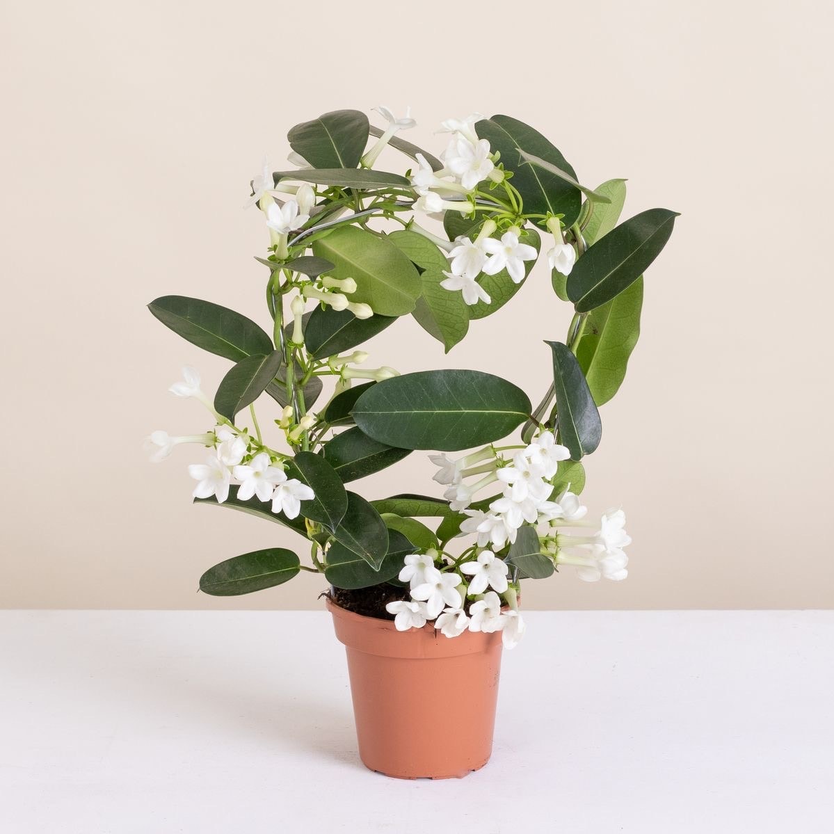 Madagaskar Yasemini Yoğun Kokulu (Stephanotis Floribunda)
