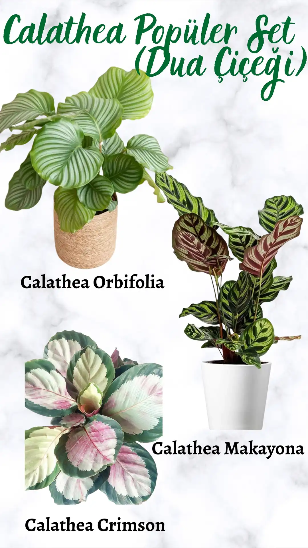 Calathea (Dua iei) Popler Set