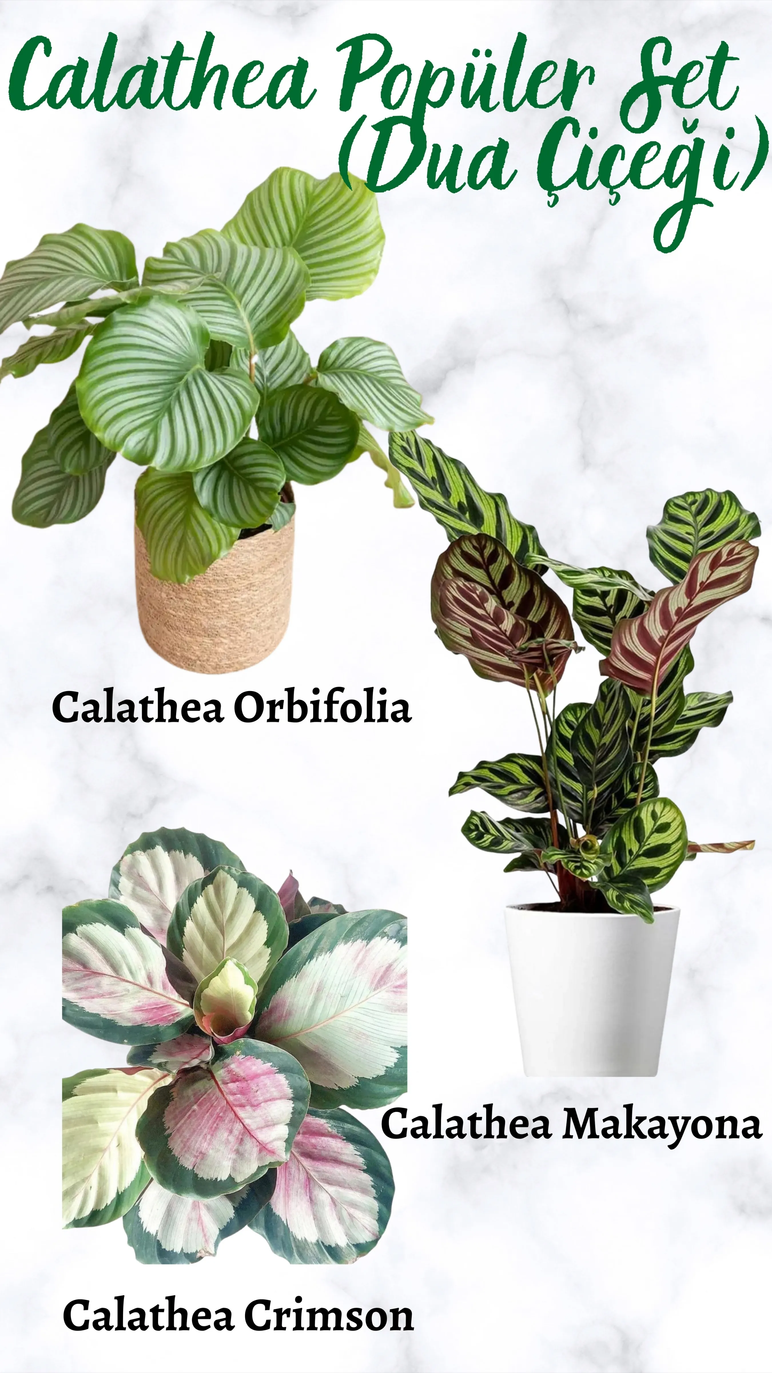 Calathea (Dua Çiçeği) Popüler Set 