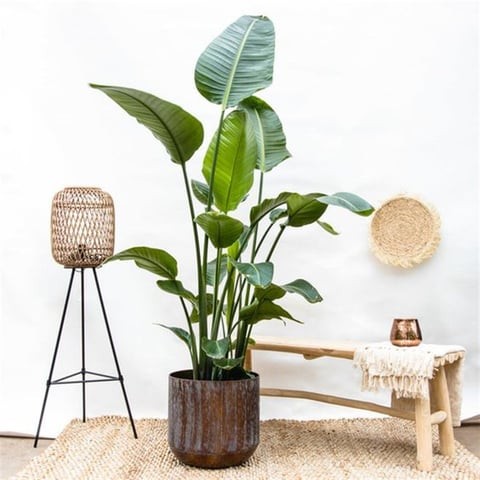 180-200 cm 3 Gövdeli Starliçe (Strelitzia Nicolai / Cennet Kuşu)