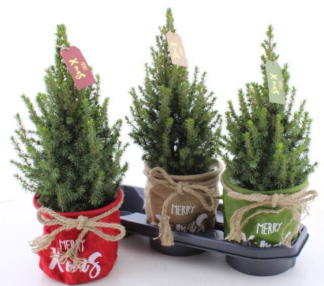 Merry Cristmas Yılbaşı Çamı (55 cm)