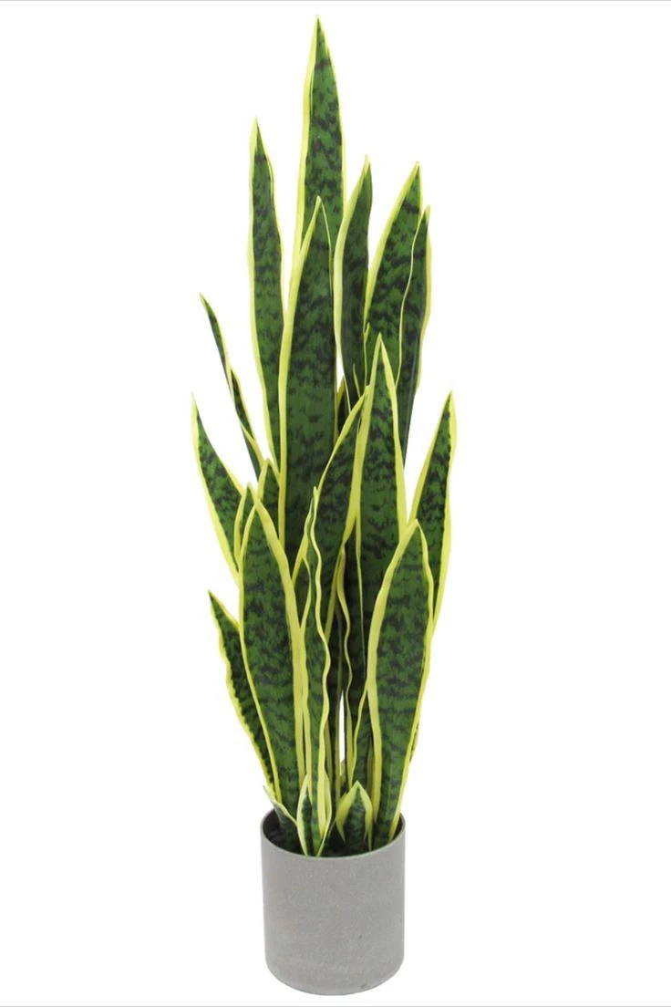 Paşa Kılıcı (110-120 cm)