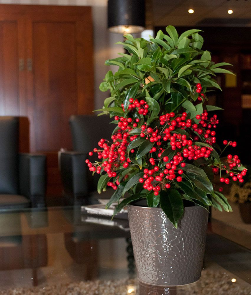 Ardisia Berry - Ateş Kirazı (40-50 cm) 