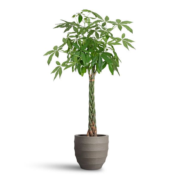 Pachira Aquatica (Örgülü Para Ağacı) 170-180 cm 