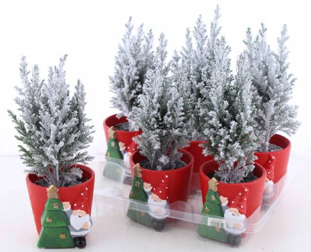 Noel Saksılı Yılbaşı Çamı (Sınırlı Stok)