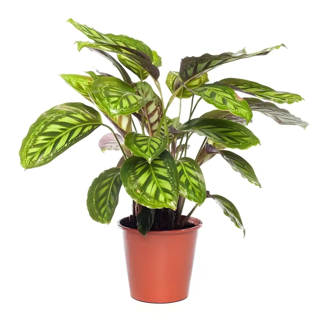 Calathea Flamestar (Dua Çiçeği)
