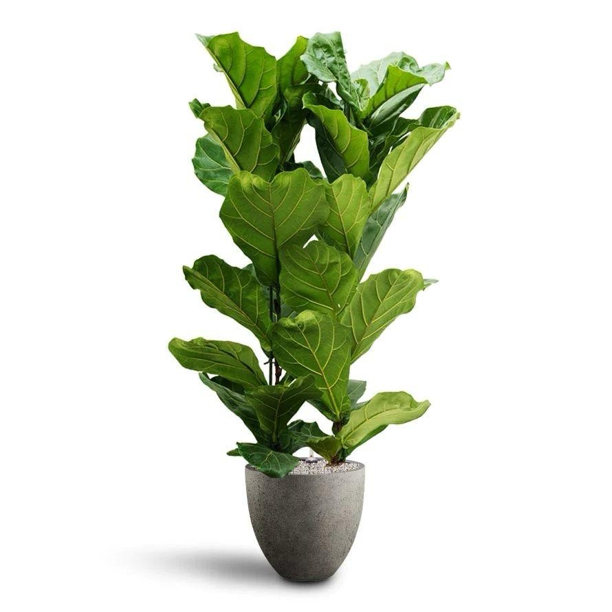 Ficus Lyrata 110-130 cm 2 Gövdeli (Keman Kauçuk)