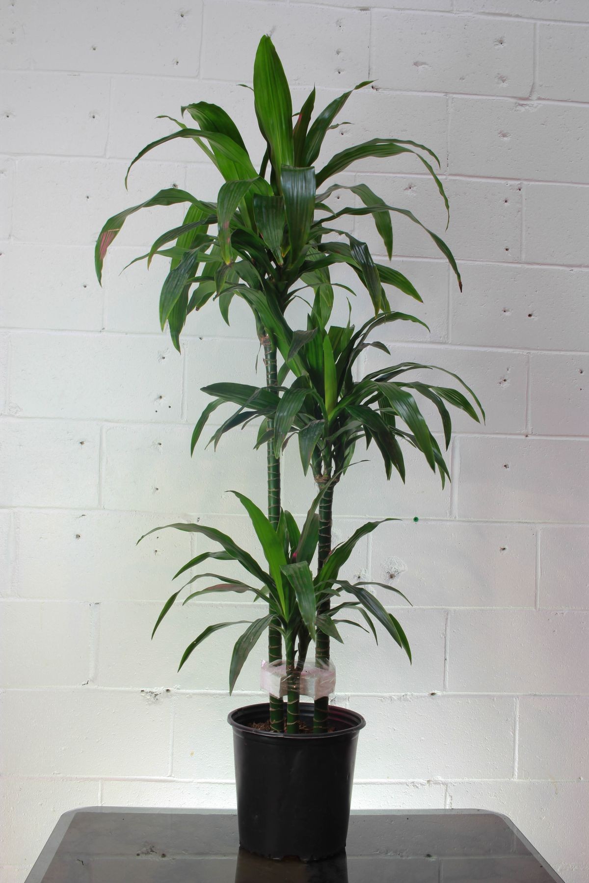 Dracaena Janet Craig 3 Gövdeli 120-140 cm 