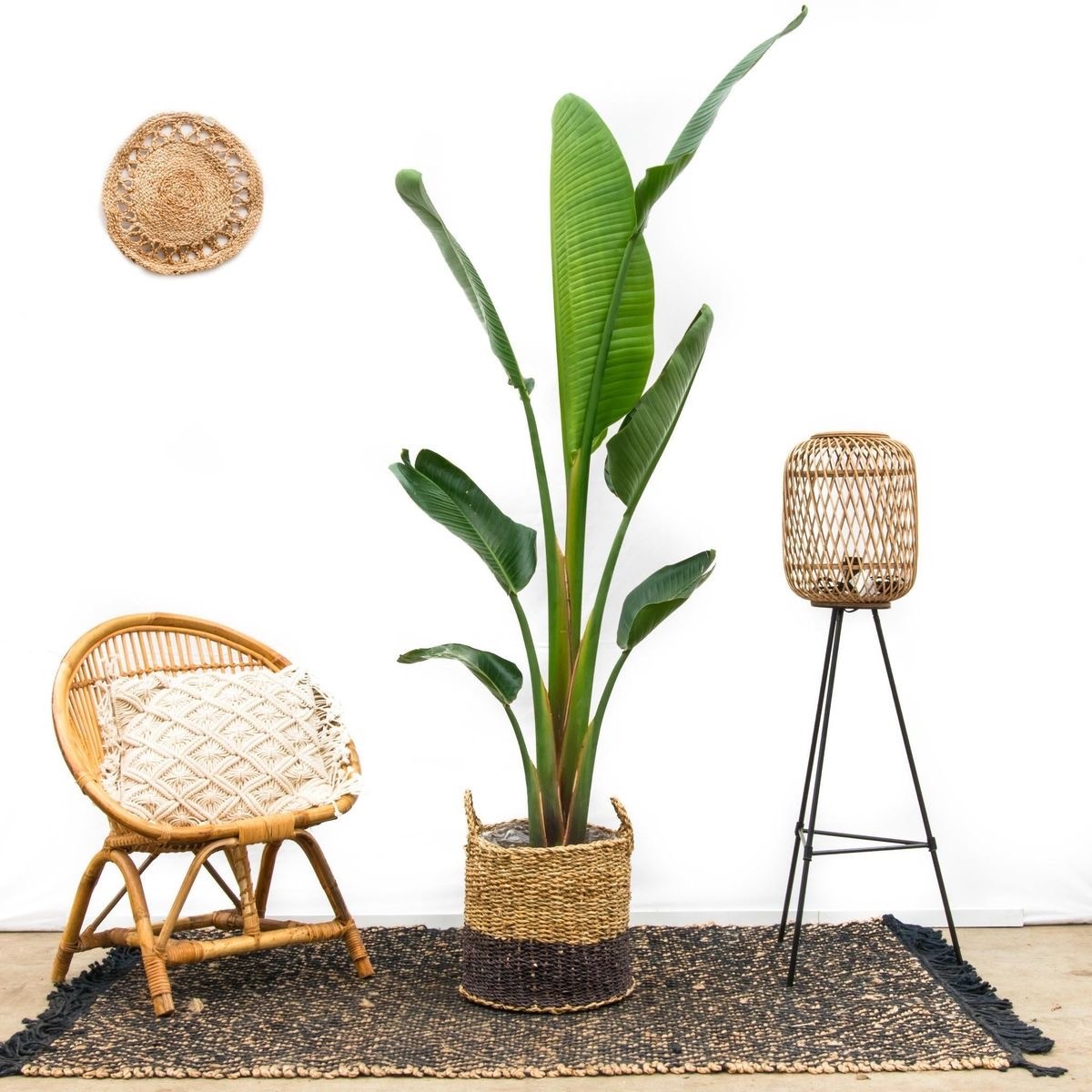 140-160 cm Tek Gövdeli Starliçe (Strelitzia Nicolai / Cennet Kuşu)