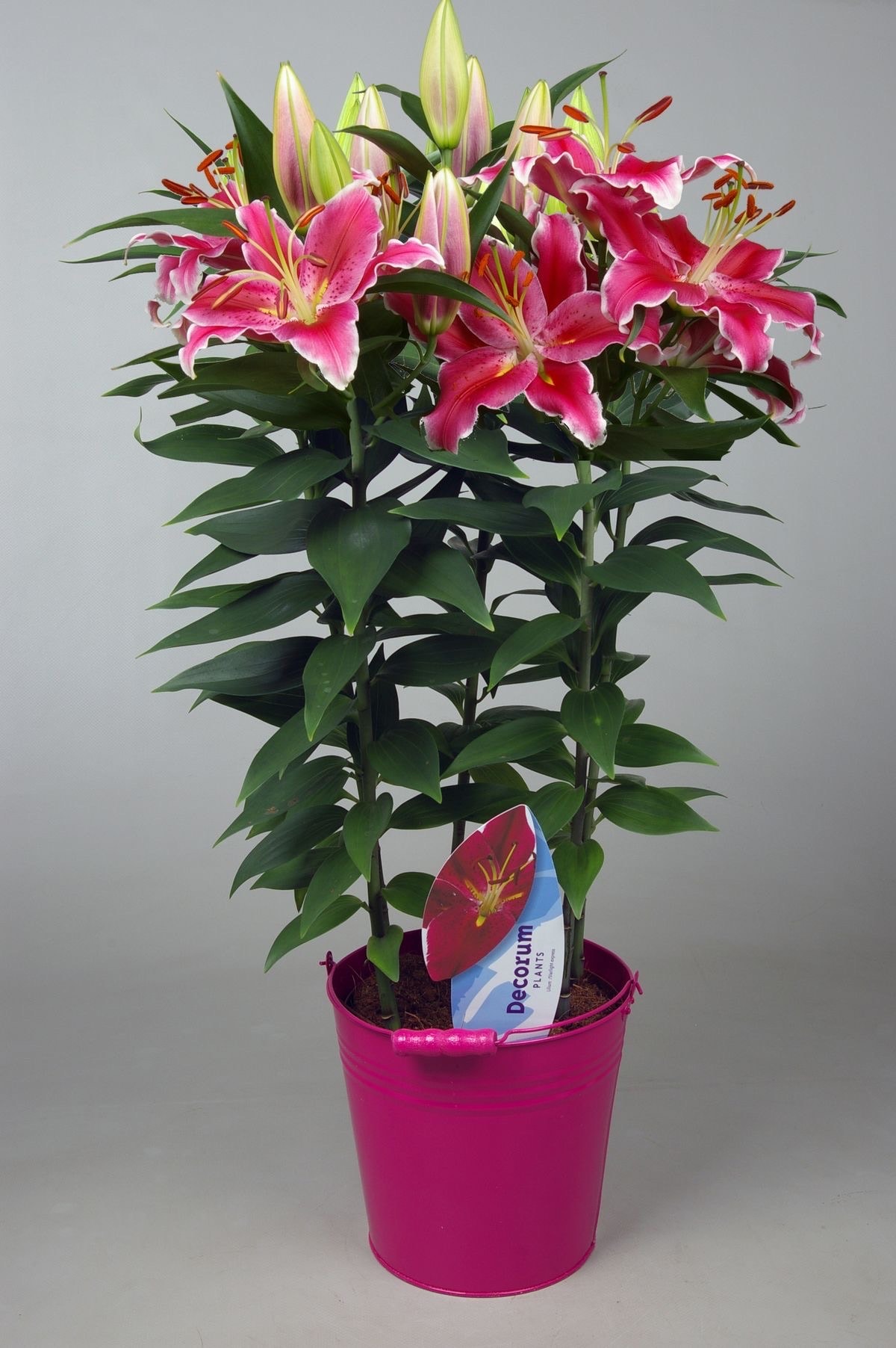 Lilium Pink (Yoğun Lilium Bitkisi)