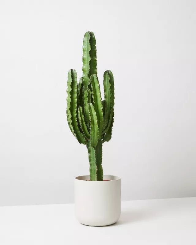 Euphorbia Akrurensis (Çöl Kaktüsü) 70-80 cm 