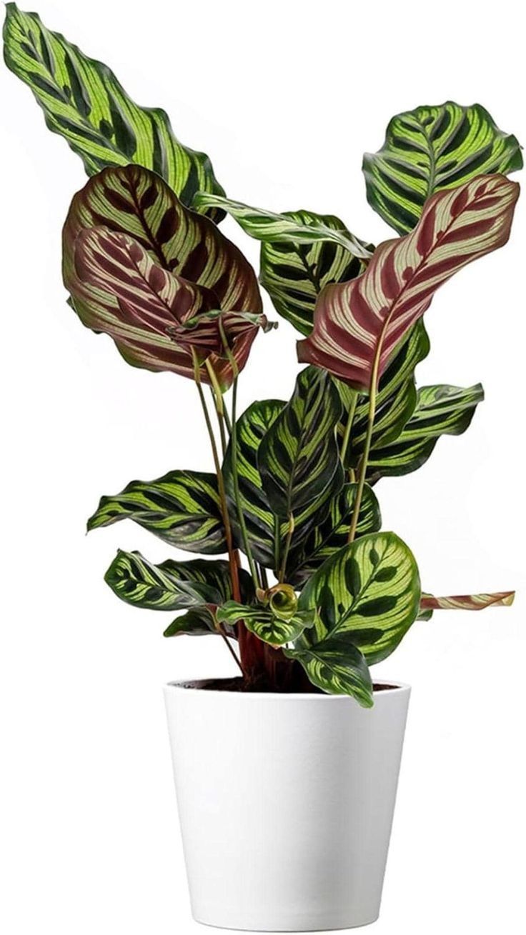 Calathea Makayona (Dua Çiçeği)