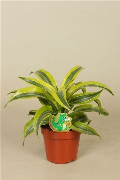 Dracaena Lemon Lime Mini 