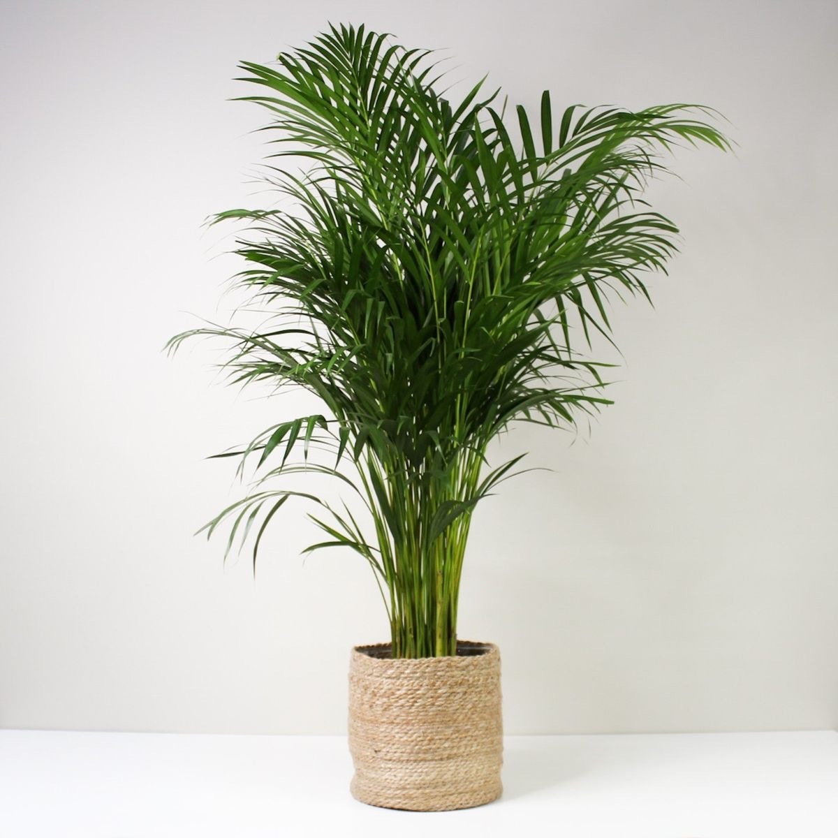 Areka Palmiyesi 100-110 cm İthal