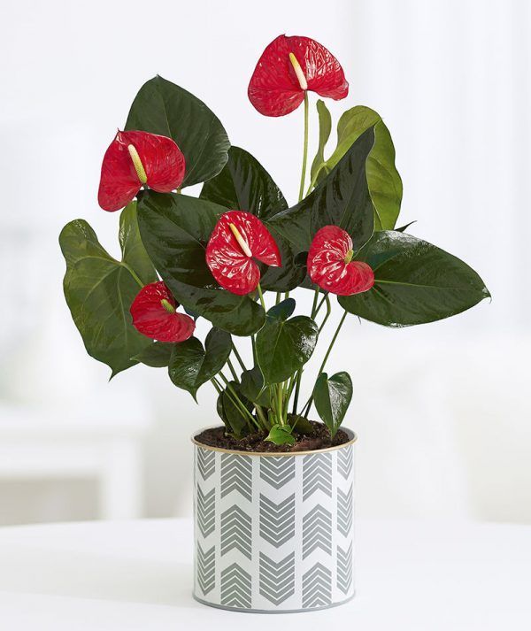 Kırmızı Anthurium Çiçeği (Antoryum)