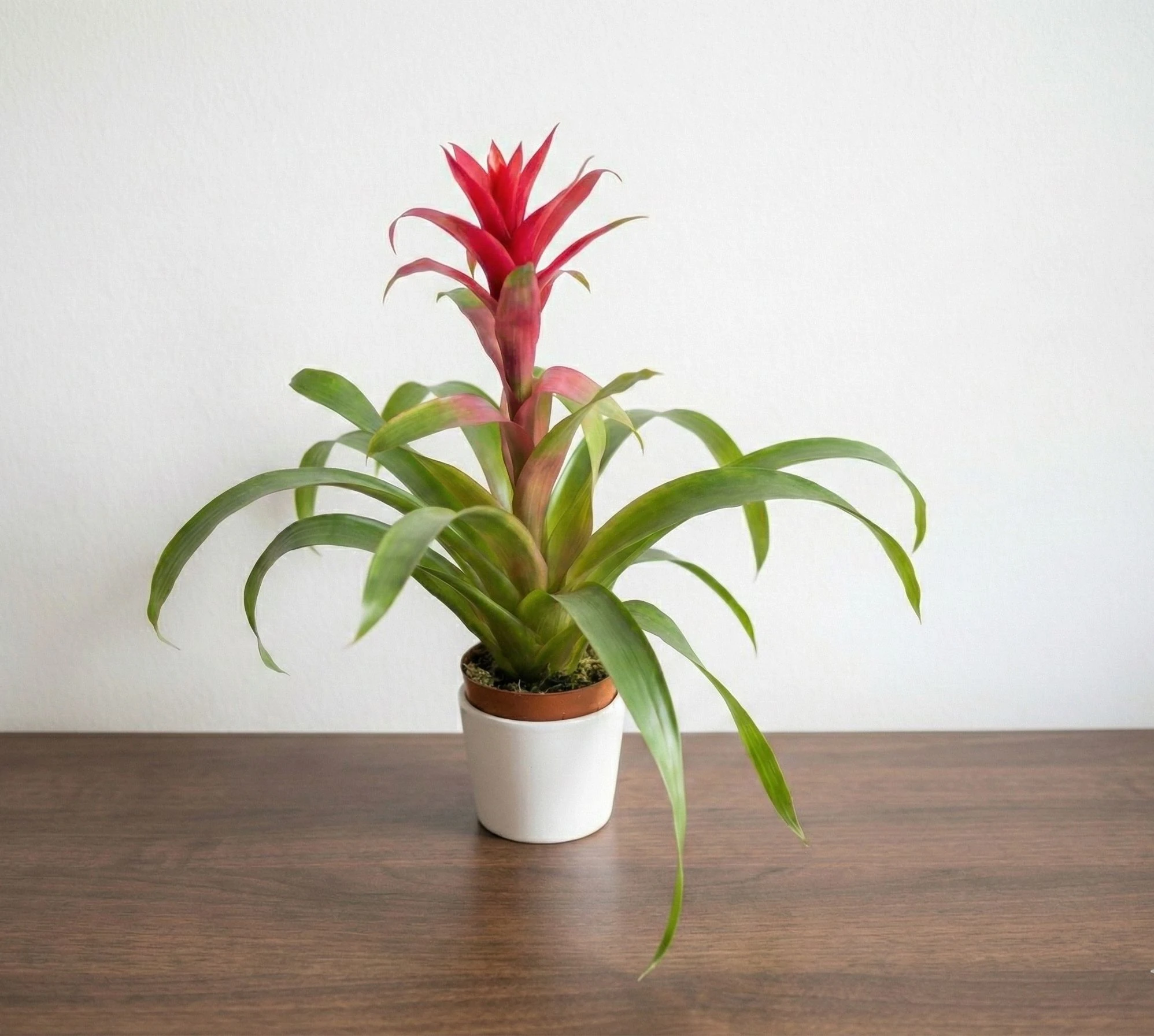 Guzmania Pembe Çiçeği