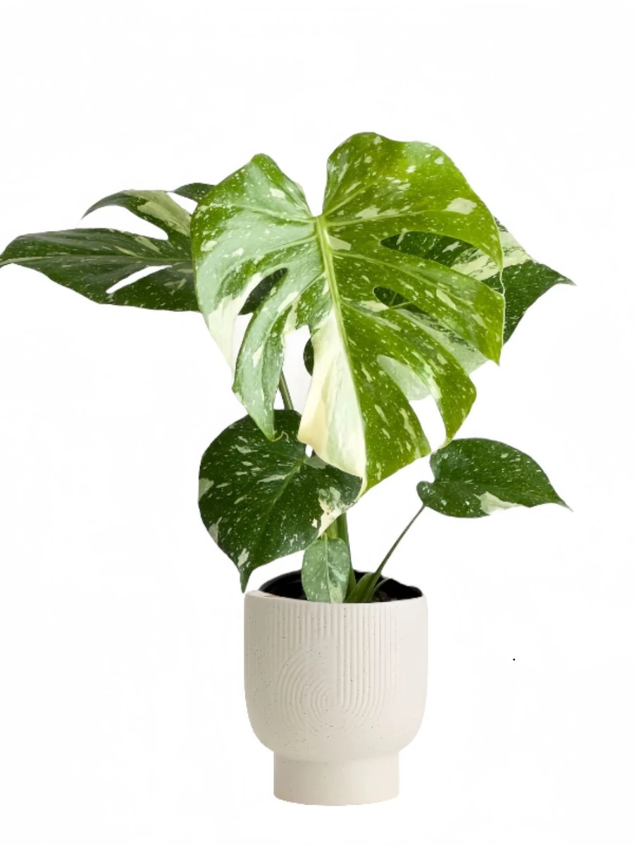 Monstera Deliciosa Thai (Deve Tabanı) 45-50 cm