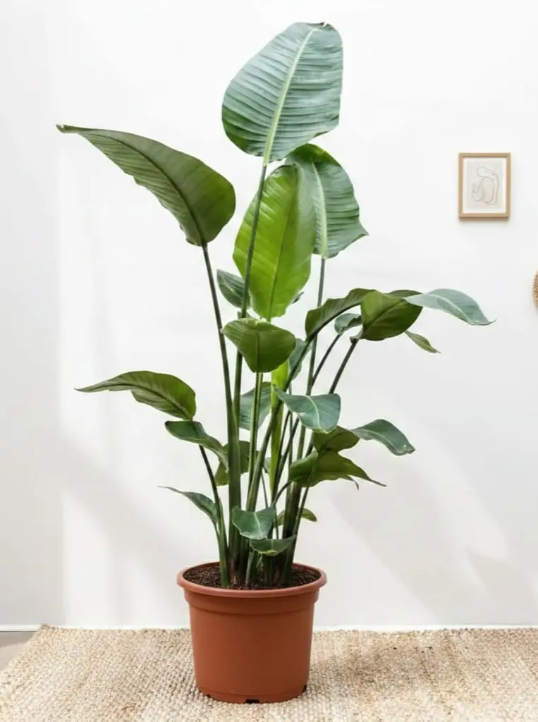 180-200 cm 3 Gvdeli Starlie (Strelitzia Nicolai / Cennet Kuu)