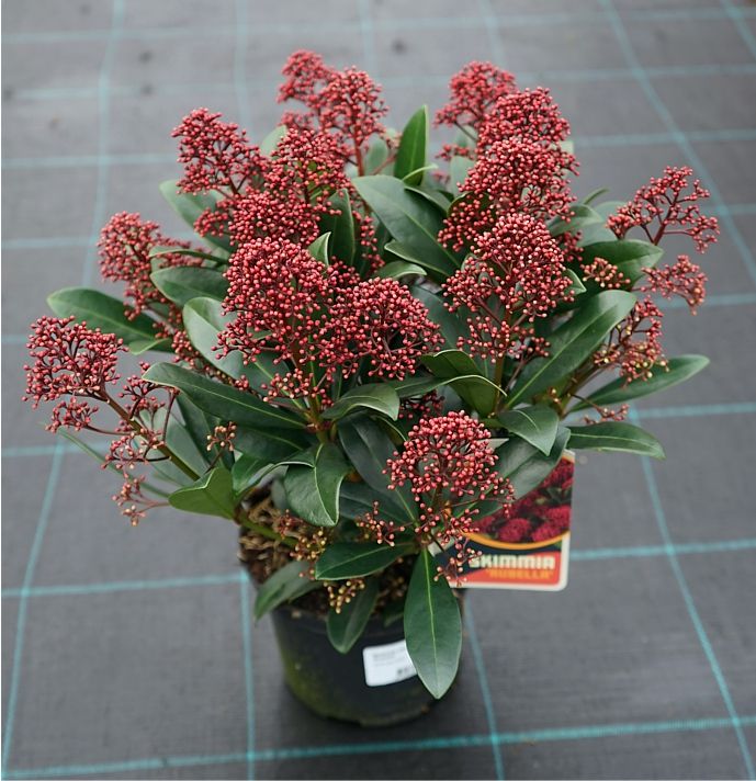 S. Japonica Rubella (40-50 cm)