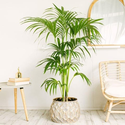 Kentia Palmiyesi (Howea Forsteriana) 150-170 cm