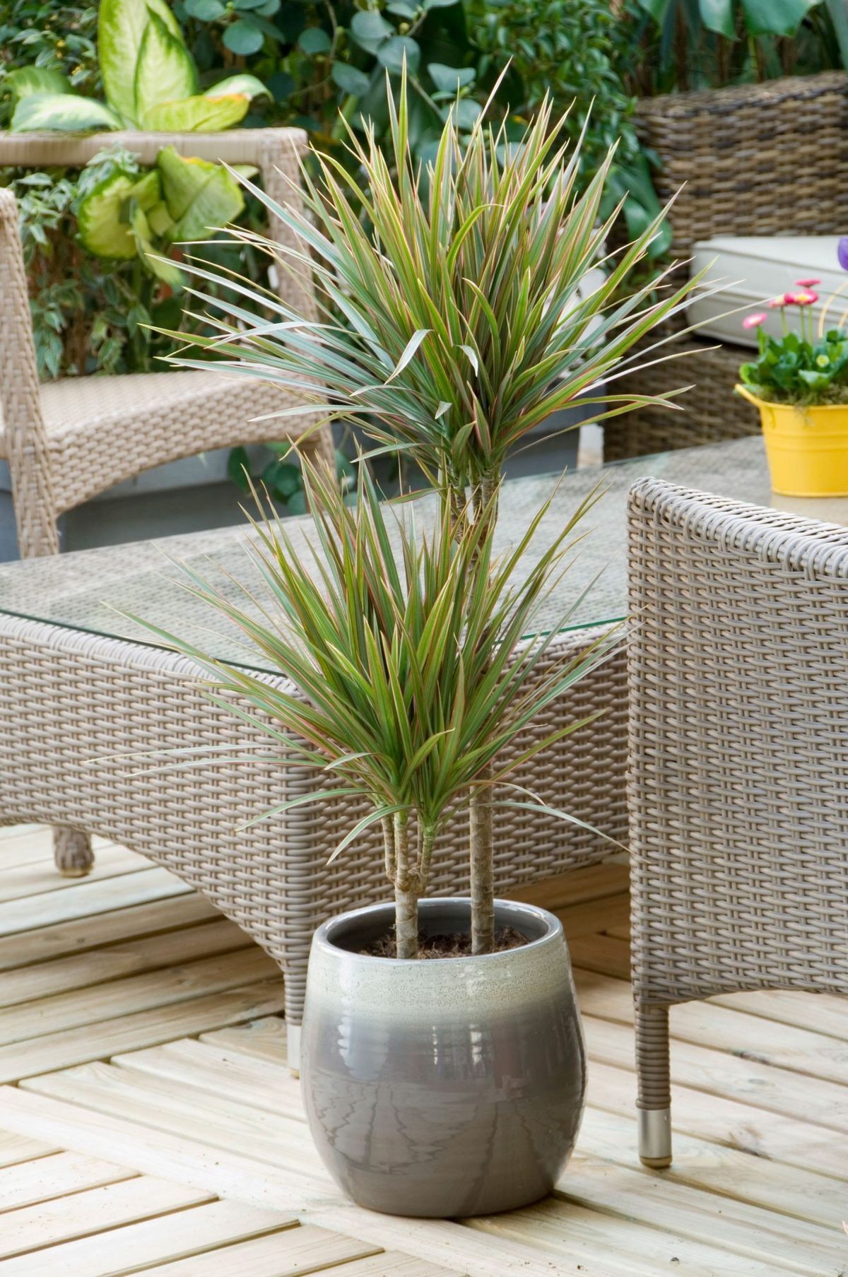 Dracaena Marginata Bicolor 2 Gövdeli 110-120 cm 