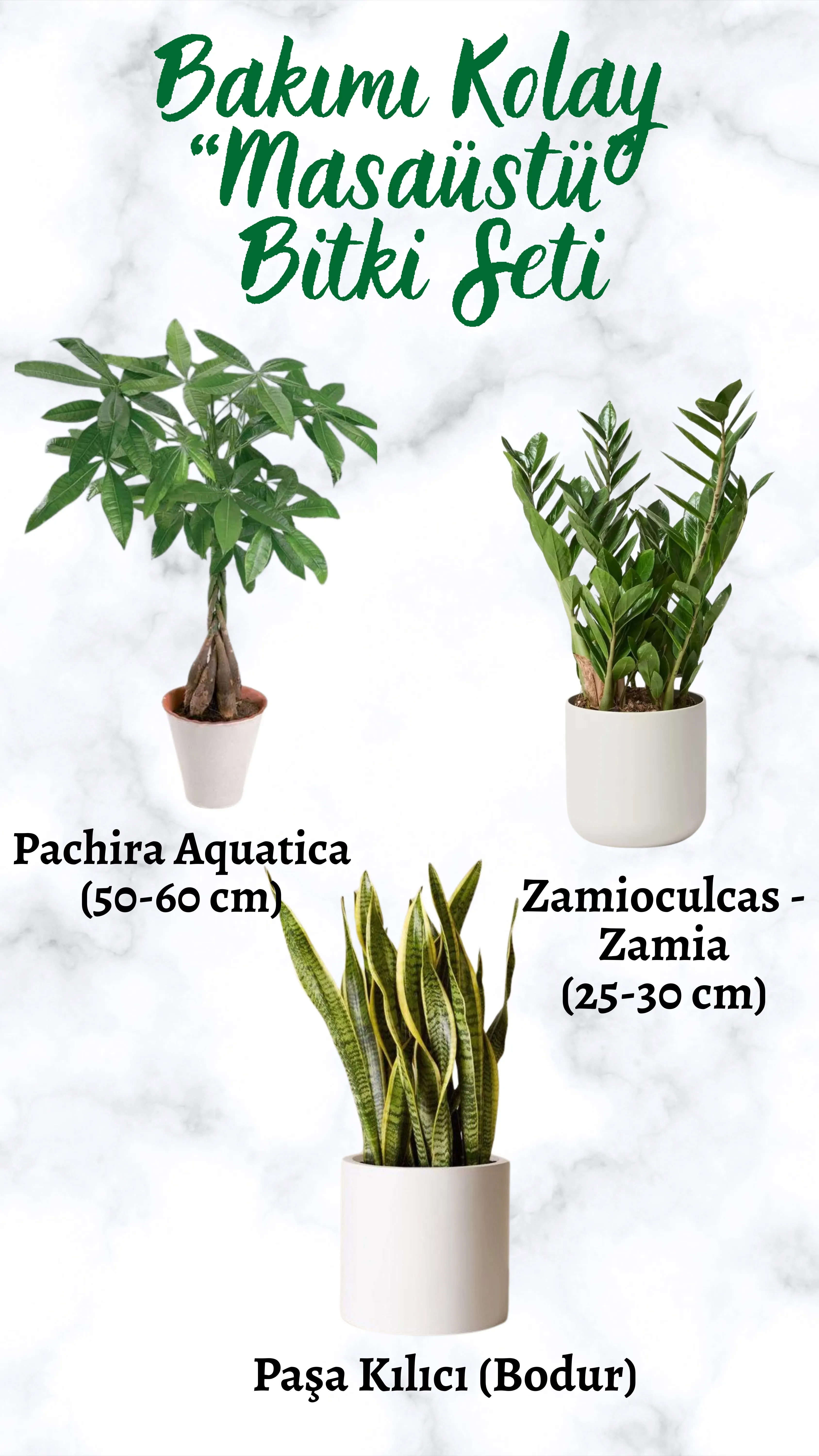 Bakımı Kolay "Masaüstü" Bitki Seti