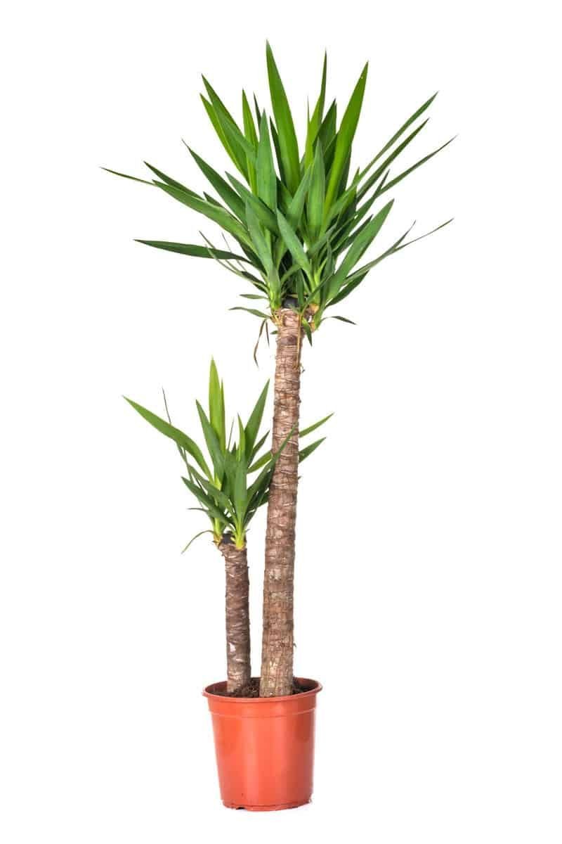 Yucca 2 Gövdeli 130-140 cm (Yukka, yuka)
