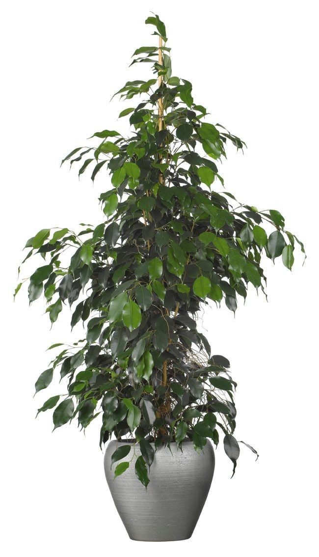 Ficus Benjamina Daniela