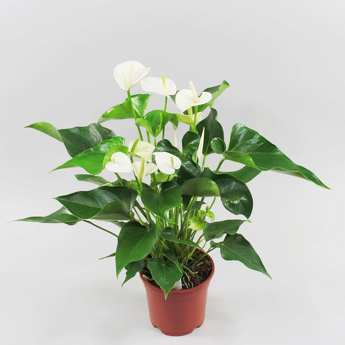 Anthurium Alphine (Beyaz Antoryum Çiçeği)