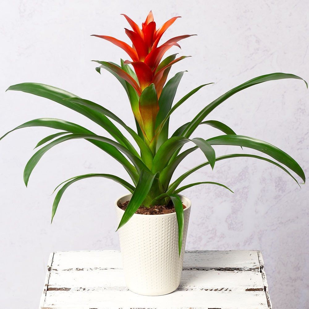 Kırmızı Guzmania Çiçeği