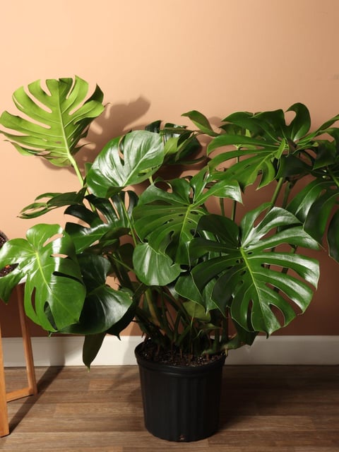 Monstera Deliciosa (Deve Tabanı) 90-100 cm İthal Dolgun Form